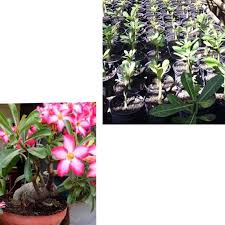Bibit dan benih tanaman yg kami sediakan diantaranya bibit tanaman buah, bibit tanaman kayu, bibit tanaman hias, bibit tanaman herbl. Detail Gambar Jual Bibit Tanaman Hias Bunga Adenium Kamboja Jepang Pink Po