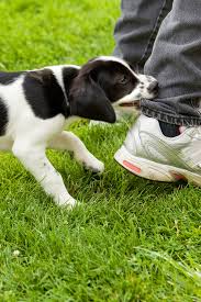 How do i stop my puppy biting everything. My Puppy Won T Stop Biting Me I Ve Tried Everything What Should I Do In 2021 Puppy Biting Stop Puppy From Biting Puppies