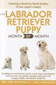 Use this growth timeline to learn which stage of development he's in. Your Labrador Retriever Puppy Month By Month Everything You Need To Know At Each Stage To Ensure Your Cute And Playful Puppy Grows Into A Happy Healthy Companion By Terry Albert