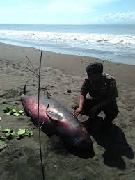 Для просмотра онлайн кликните на видео ⤵. Ada Potongan Plastik Dan Cacing Di Paus Sperma Kerdil Ini Mongabay Co Id