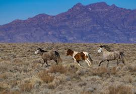 Wild horse state recreation area is a public recreation area located on the northeast shore of wild horse reservoir, approximately 67 miles. The Herds Of The West Desert Visit Utah