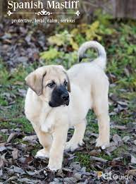 (m) means that a noun is masculine. Spanish Mastiff Dog Breed Information And Pictures Petguide