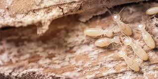 Having an animated phone call before getting a live person, having to pay just to get an estimate, and the worst is getting. Pest Control Fayetteville Nc Canady S Termite Pest Control Gallery