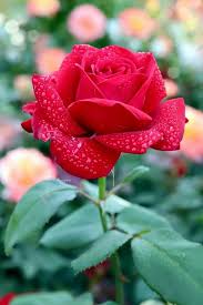 Images beautiful love flowers for her. Pinterest Beautiful Rose Flowers Beautiful Flowers Wallpapers Love Flowers