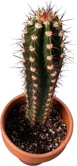 Leaves are adapted for carrying out photosynthesis by virtue of their flat shape and periodic replacement, and because they contain most of the plant's chlorophyll. Cactus Png Image