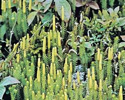 Image result for Lycopodiaceae