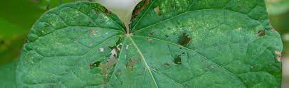 The leaves of my morning glory vines are riddled with holes. Leaves Of Morning Glory Riddled With Holes Melinda Myers