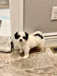 Petland racine is the store to find your new puppy best friend. Tiny Tykes Puppies 2661 S Howell Ave Milwaukee Wi Veterinarians Mapquest