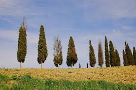 These evergreen trees provide interesting additions to formal landscapes and accents near structures and buildings. Tree Killing Pathogen Traced Back To California Eurekalert Science News