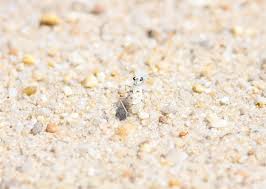 Image result for Lepidagathis eriocephala