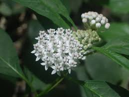 Image result for Asclepias albens