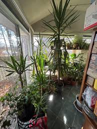 Image result for yucca gigantea en casa