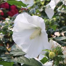 Image result for Hibiscus pusillus