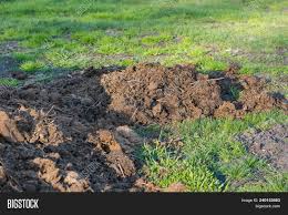 I've been working on making my own compost for the last 12 months but because i'm in a condo (duplex style) i'm limited on my yards size and what i can do with it. Manure Humus Image Photo Free Trial Bigstock