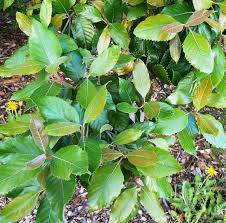 Image result for Curtisia dentata
