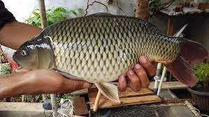 Umpan ikan patin berbentuk pelet memang bisa dengan mudah ditemukan di berbagai toko ikan atau toko alat pancing. Umpan Ikan Mas Galatama Dan Kolam