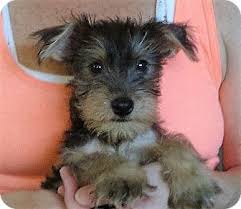 Usually known as the most difficult or most challenging part of adopting a pet, the adoption process is actually pretty easy once you get to know what to expect. Salem Nh Schnauzer Miniature Mix Meet Norman A Puppy For Adoption Puppy Adoption Pet Adoption Puppies
