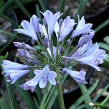 Image result for Agapanthus praecox