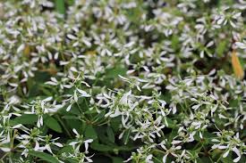 Image result for Euphorbia lissosperma