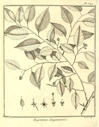 Image result for Maprounea