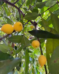 Image result for Garcinia kingaensis