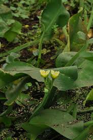 Image result for Limnocharitaceae