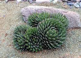 Maybe you would like to learn more about one of these? 5 Low Maintenance Plants For Landscaping