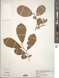Image result for Diospyros squarrosa