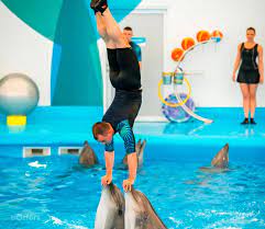 โชว์โลมาพัทยา (Pattaya Dolphinarium)✨ซื้อตั๋ว บัตรราคาพิเศษ | we-offers.com