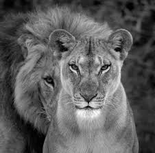 The King Adli Kullanicinin Lions Panosundaki Pin Aslan Dovmesi Hayvanlar Ve Aslanlar