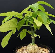 Image result for Cyphostemma hereroense