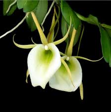 Image result for Angraecum infundibulare