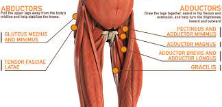 Related posts of muscle anatomy of upper thigh muscle relaxation anatomy. Leg Muscle Anatomy Function Facts Openfit