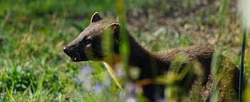 Image result for marten poop