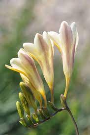 Maltese Nature The Common Fresia A Member Of South Africa S Iris Family Fresia Flower Indoor Flowering Plants Flax Flowers