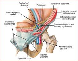The conjoint tendon is a sheath of connective tissue that attaches the transversus abdominis, the deepest of the four abdominal muscles, to the pelvis. Image Result For Conjoint Tendon Transversus Abdominis Arteries And Veins Medical Knowledge