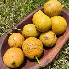 Image result for Garcinia buchneri