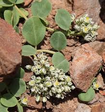 Image result for Limeum pterocarpum