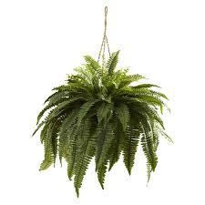 They are versatile, easy to care for, and will thrive in partial to full shade. 36 X 29 Artificial Boston Fern Hanging Basket Nearly Natural Target