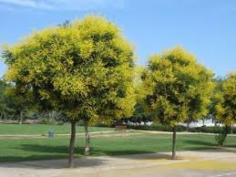 The World S Tree Species Goldenrain Tree Koelreuteria Paniculata Golden Rain Tree Trees To Plant Garden Trees