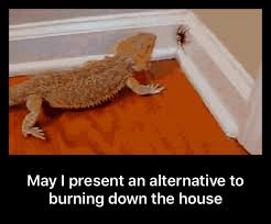 I'm ready to throw it all in the river! The Alternative To Burning Down Your House Album On Imgur