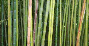 Check spelling or type a new query. 9 Fun Facts About Plants To Make You Smile Goodnet