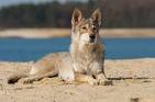 Tamaskan Dog Breed Information and Pictures
