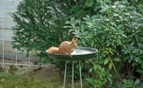 Naturschutz Im Garten Was Im August Wichtig Ist Vogel Im Garten Vogelbad Gartenbedarf