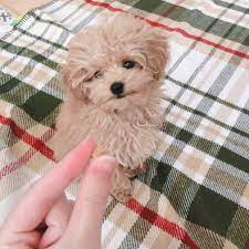 Red toy poodles for sale near me. Teacup Poodle Puppies For Sale Near Me Mini Toy Poodles Puppies