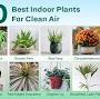NASA top 10 air purifying plants from filterbuy.com