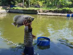 Ternak Ikan Gurame Menjadi Prospek Bisnis Menguntungkan