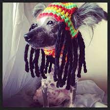 Rasta Dog Hat With Dred Locks For Small Size Dogs Chihuahua Yorkie Great Photo Prop Crochet Dog Hat Crochet Dog Clothes Dog Sweater Crochet Pattern