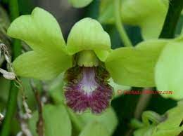 Dendrobium Burana Jade Orchid Flower Orchids Beautiful Orchids