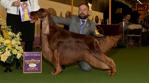 — westminster dog show (@wkcdogs) february 15, 2017. Breed Results